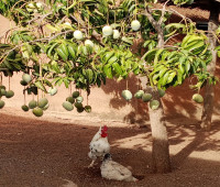Photo-de-RASMANE-YAMEOGO 