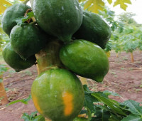 Photo-de-Sèguè-Waro