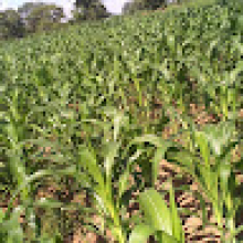 Photo-de-Dramane-Ouattara