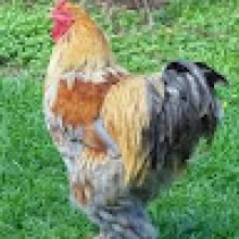 Mendy Formose