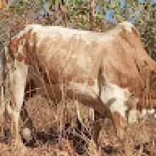 Photo-de-Djiriba-Coulibaly