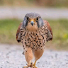 Photo-de-Bamba-OUATTARA