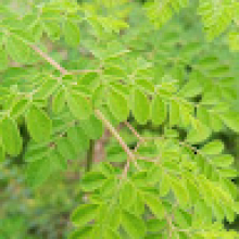 Mata28 Sassikouo