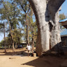 Photo-de-emson-chinamasa