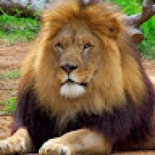 Photo-de-Abdoul rahim-Lankoandè