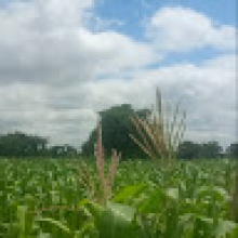 Nongdo SAWADOGO