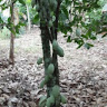 Photo-de-Cheick Mohammed-Kone