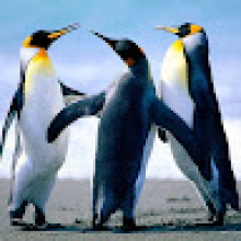 Photo-de-Sawadogo-M. Richard