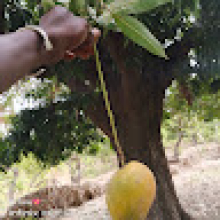 Photo-de-Cheick Omar 1-Sana