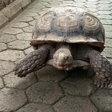 Hilaire Bonzi